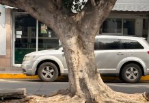Árboles sin mantenimiento en fraccionamiento La Huerta generan riesgo de caídas