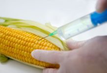 Transgénicos en México: ciencia, regulación y la defensa del maíz nativo