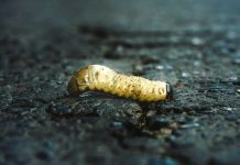 Entre el clima y las plagas: SLP enfrenta doble desafío en el campo.