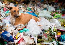 Vidas invisibles: el sufrimiento silencioso de los animales callejeros en San Luis Potosí.