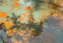 Acumulación de agua sucia y basura en pileta ubicada en Calzada de Guadalupe