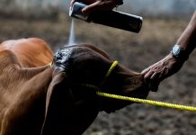 Ganadería en riesgo y salud vulnerable: advierten consecuencias de falta de control sanitario.