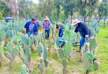 Repunta el ingreso laboral en San Luis Potosí; el campo registra el mayor crecimiento