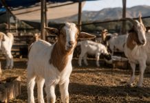 San Luis Potosí busca convertirse en líder nacional en producción de cabrito
