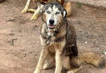 Fiscalía investiga criadero clandestino de perros y busca judicializar caso por maltrato animal.