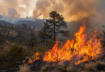 SLP, sexto estado más golpeados por incendios forestales con más de 23 mil hectáreas afectadas