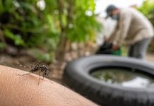 Aumentan casos de dengue en SLP