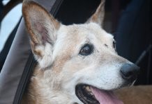 Pay de Limón: la historia del perrito que sobrevivió a la crueldad y se volvió un símbolo de esperanza