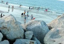 Reportan desaparición de 150 mapaches de las escolleras de Playa Miramar