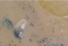 SEGAM desconoce presunta contaminación del río Santa Catarina; no existe denuncia formal: Sonia Mendoza