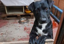 Fortalecer la cultura del respeto animal, el reto pendiente en San Luis Potosí: Torres Sánchez.