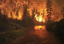 SLP cierra temporada de incendios forestales con 87 siniestros, 27% menos que en 2025.