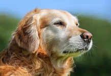 En San Luis Potosí, más de un millón de perros forman parte de un hogar.