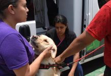 Sin casos de rabia en Soledad: Consultorio veterinario móvil de Soledad mantiene campañas permanentes