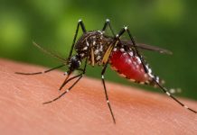 San Luis Potosí fortalece prevención ante dengue y golpes de calor con resultados positivos
