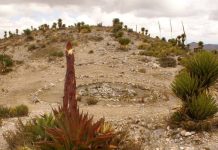 SEGAM pide coordinación para frenar extracción ilegal de peyote y fortalecer áreas protegidas en SLP
