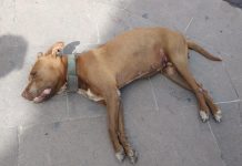 Perrita fallece tras ser atropellada; conductor huye del lugar