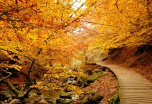Otoño: ¿por qué oscurece más temprano y cambian de color las hojas?