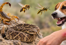 Aumentaron picaduras de alacrán, abeja y avispa en San Luis Potosí