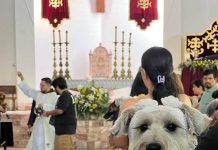 ¿Por qué se bendicen las mascotas cada 4 de octubre?