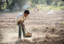 Advierten sobre posibles casos de trabajo infantil en campos agrícolas de la Huasteca