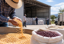 Tiene SLP nueve centros de acopio para pequeños productores de granos