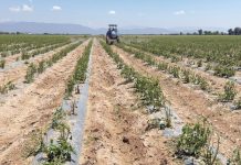 San Luis Potosí concentra miles de hectáreas agrícolas y destaca en producción nacional